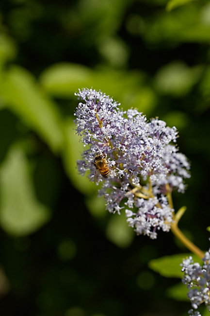 Jardin des Impressionnistes-145